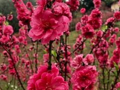 -桃花涧