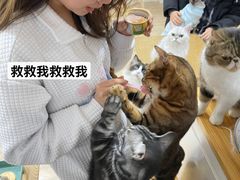 -李小姐の猫咖啡馆(五角场店)