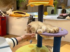 -COLOR PETS 撸猫馆·购猫·猫咖(长风大悦城店)