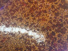 -徐妹串串香(春熙路店)