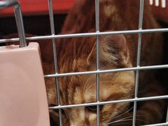 -中农国际动物医院24小时·猫科·骨科·急重症中心
