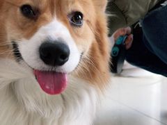 -瑞派福兴宠物医院犬猫全科·骨科·中西医结合(河东店)