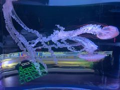 -欢乐海岸海洋奇梦馆