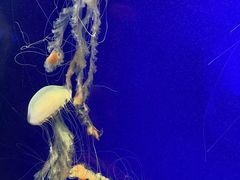 -上海海洋水族馆