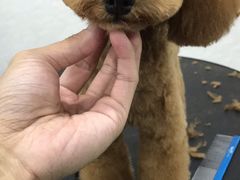 -八公叔叔宠物美容连锁(春申店)