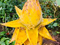 -中国科学院西双版纳热带植物园