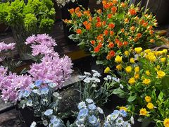 -循礼门鲜花花市(武汉循礼门店)