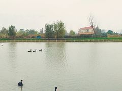 -池杉湖湿地公园