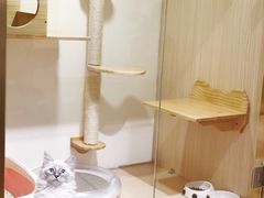 猫咪寄养房间-Double Rui宠物酒店