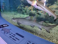 -沙沙哗啦海洋馆(华宇百花谷店)