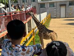 -西霞口神雕山野生动物世界
