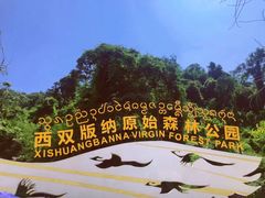 -西双版纳原始森林公园