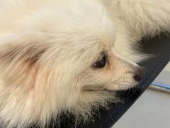 -怪兽屋·羊驼·猫咖·狗咖(俊华广场店)