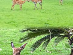 -不觉晓CAMPING(上海迪士尼营地店)