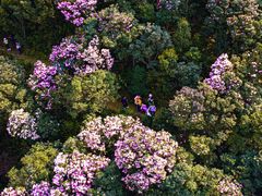 -梧桐山风景名胜区