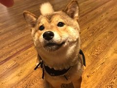 -柴务处·柴犬主题狗咖