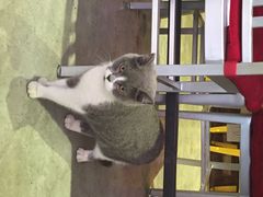 猫猫-MIKAKU(万达广场上海宝山店)