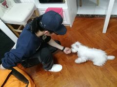 -多乐狗狗宠物训练工作室