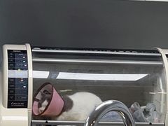 -瑞派紫金宠物医院24小时·骨科·中兽医·重症转诊中心(番禺大石院)