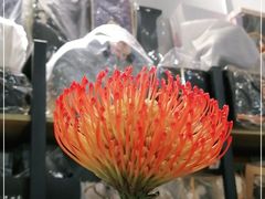 -ChaKo Flora ·茶子花艺 (市北店)