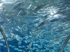 -上海海洋水族馆