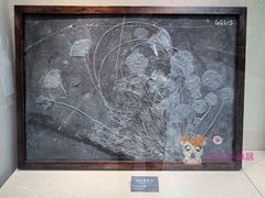-安徽省地质博物馆