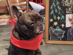 -more than meow吴止猫主题餐厅(承德 中船汇店)