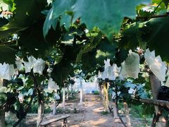 -马陆小张葡萄园农家乐