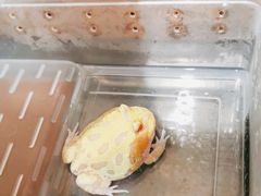 -酷以爬仙阁实体爬宠店·守宫·蜥蜴·专业繁育