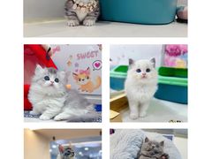 -糯米喵星人总部直营旗舰店·猫舍·幼猫出售