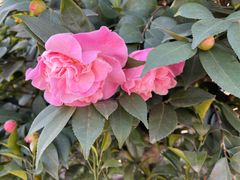 -龙大花卉苗木市场