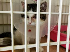 -欧奕国际动物医院