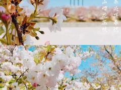 -樱花山风景区
