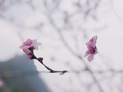 -大罗山风景区