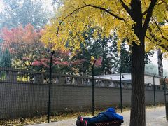 -三里屯东五街银杏大道