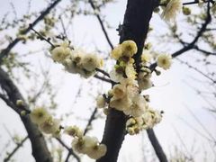 -香雪海