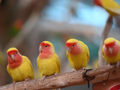 -石家庄市动物园