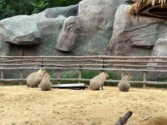 -沈阳森林动物园
