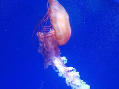-海合安青岛极地海洋公园