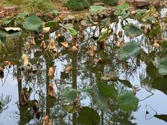 -大宁郁金香公园-停车场