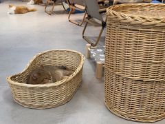-Heymao猫咖.咖啡厅(东门店)
