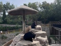 -石家庄市动物园