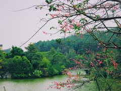 -森波拉火山温泉