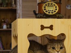-猫色咖啡·猫咖