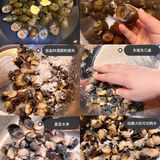 最佳下酒菜之香辣田螺肉，简单又美味[调皮]