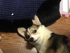 -宠伴小精灵宠物店(鼓楼店)
