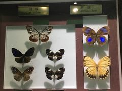 -上海昆虫博物馆