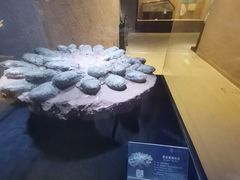 -中华赏石园