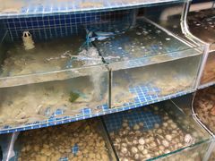 -蟹谢蒸鲜自助餐厅