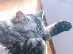 -猫小院猫主题咖啡厅(北锣店)